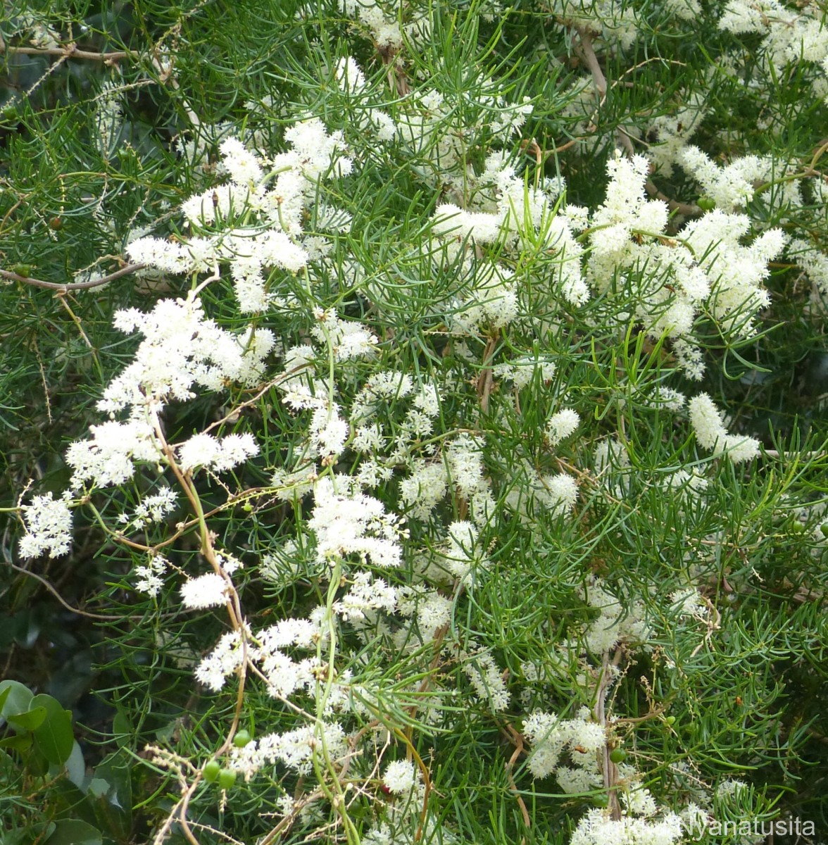 Asparagus racemosus Willd.
